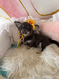 Chihuahua maschietto mini
