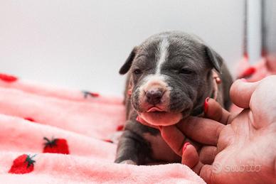 American pitbull terrier