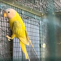 Parrocchetto testa di prugna