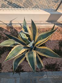 agave americana variegata 