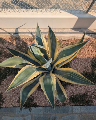 agave americana variegata 