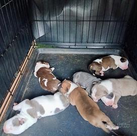 Pitbull