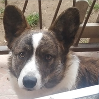 Monta Corgi Cardigan