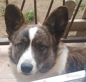 Monta Corgi Cardigan