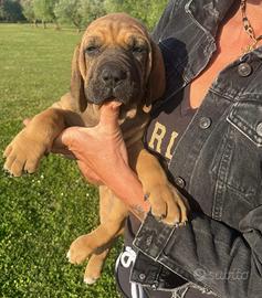 Cucciole di fila brasileiro