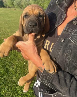 Cucciole di fila brasileiro