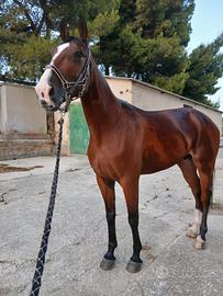 Cavallo