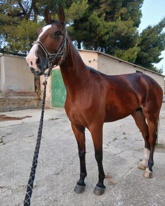 Cavallo
