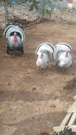 Tacchino ermilinato di Rovigo