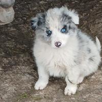 Ultimi due cuccioli di border collie