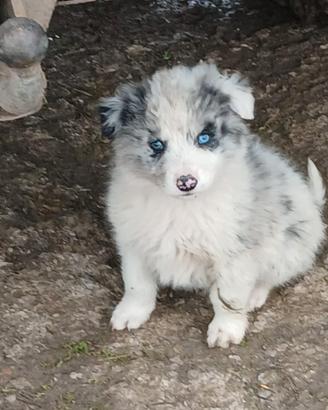 Ultimi due cuccioli di border collie