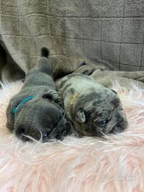 Bouldogue francesi esotici