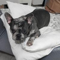 Bulldog francese maschio