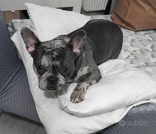 Bulldog francese maschio