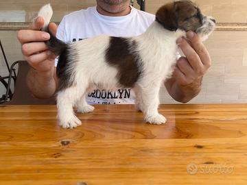 Cuccioli di Allevamento Jack Russel Abruzzo