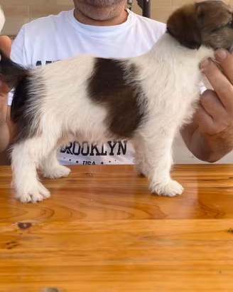 Cuccioli di Allevamento Jack Russel Abruzzo
