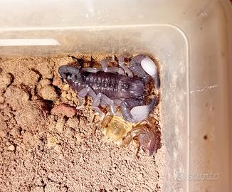 Scorpione pandinurus exitialis