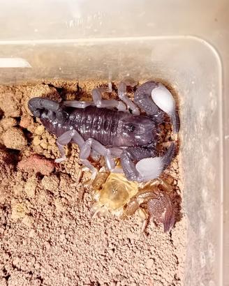Scorpione pandinurus exitialis