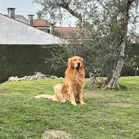 Cuccioli di Golden retriever