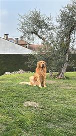 Cuccioli di Golden retriever