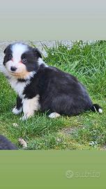 Cucciolo border collie maschio pedigree