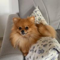 Volpino di Pomerania nano femmina