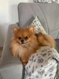 Volpino di Pomerania nano femmina