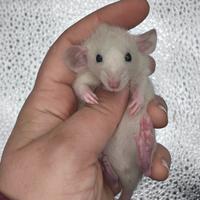 Cuccioli di ratto da compagnia selezionati e sani