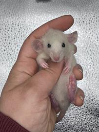 Cuccioli di ratto da compagnia selezionati e sani