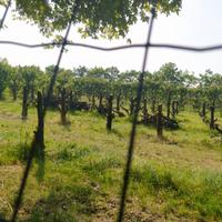 Legna di frutteto da ardere