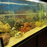 Acquario marino