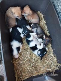 Cuccioli taglia piccola