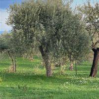 5 alberi d’ulivo secolari