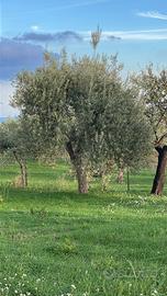 5 alberi d’ulivo secolari