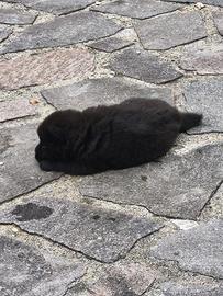 cuccioli di cani
