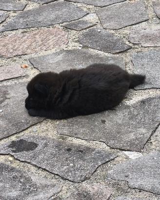cuccioli di cani