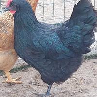 Galline Australorp