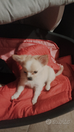 Chihuahua