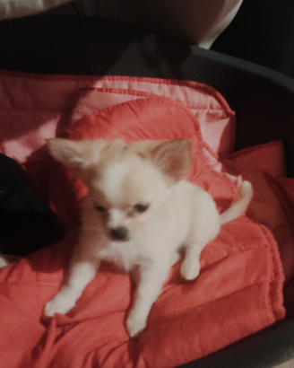 Chihuahua