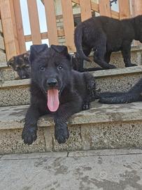 Cuccioli di Pastore tedesco