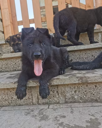 Cuccioli di Pastore tedesco
