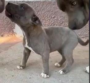 Pitbull blue nose