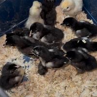 Pulcini e Pulcinotti galline di razza