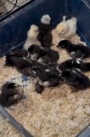 Pulcini e Pulcinotti galline di razza