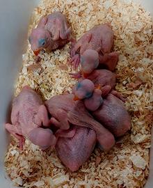 Parrocchetto dal collare viola pullo