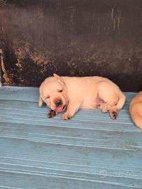 Splendida cucciolata di 7 labrador color miele