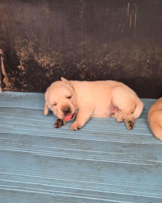 Splendida cucciolata di 7 labrador color miele