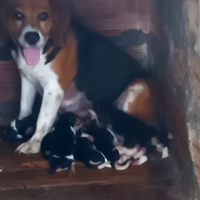 Beagle puri