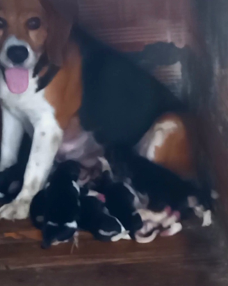 Beagle puri