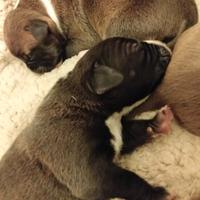 Pittbull united Kennel Club (UKC)